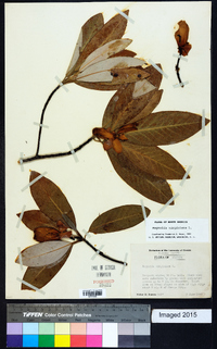 Magnolia virginiana image