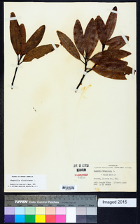 Magnolia virginiana image