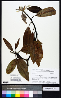 Magnolia virginiana image