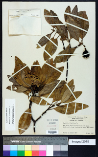 Magnolia virginiana image