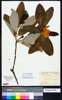 Magnolia virginiana image