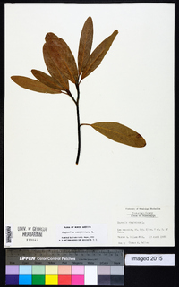 Magnolia virginiana image