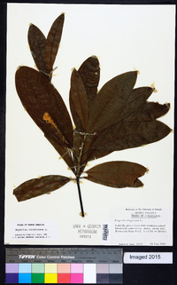 Magnolia virginiana image