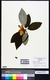 Magnolia virginiana image