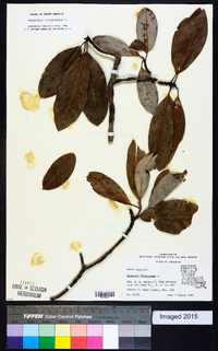 Magnolia virginiana image