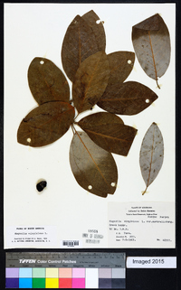 Magnolia virginiana image