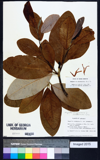 Magnolia virginiana image