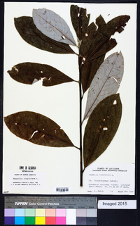 Magnolia virginiana image