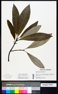 Magnolia virginiana image