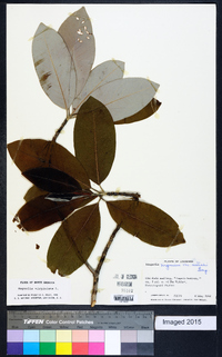 Magnolia virginiana image