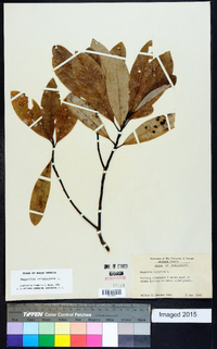 Magnolia virginiana image