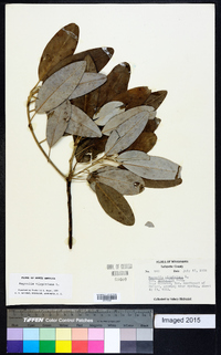 Magnolia virginiana image