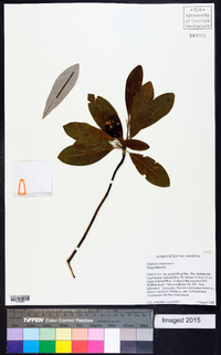 Magnolia virginiana image