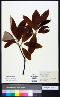 Magnolia virginiana image