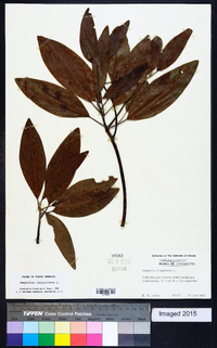 Magnolia virginiana image