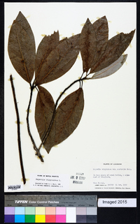 Magnolia virginiana image