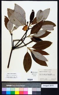 Magnolia virginiana image