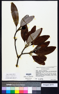 Magnolia virginiana image