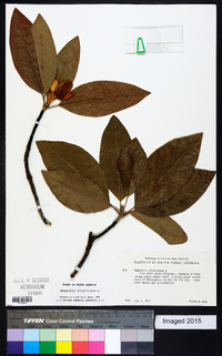 Magnolia virginiana image