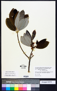 Magnolia virginiana image