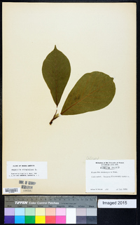 Magnolia virginiana image