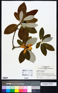 Magnolia virginiana image