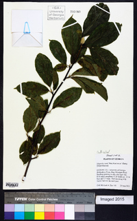 Magnolia zenii image