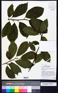 Magnolia zenii image