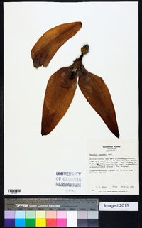 Magnolia dealbata image