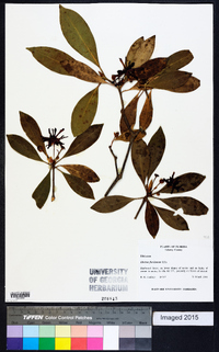 Illicium floridanum image