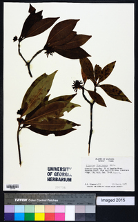 Illicium floridanum image