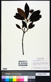 Illicium floridanum image