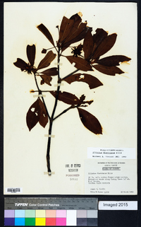 Illicium floridanum image