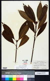 Illicium floridanum image