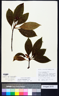 Illicium floridanum image