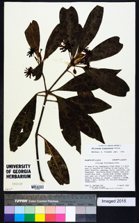 Illicium floridanum image