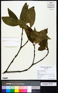 Illicium floridanum image