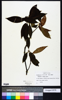 Illicium floridanum image