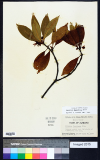 Illicium floridanum image