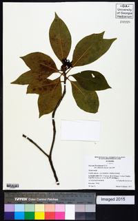 Illicium floridanum image