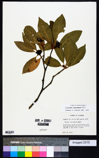 Illicium floridanum image