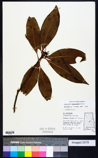 Illicium floridanum image