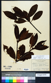 Illicium floridanum image