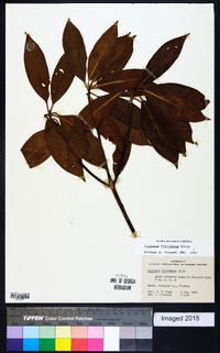 Illicium floridanum image