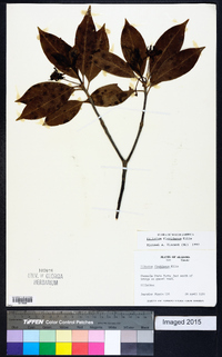 Illicium floridanum image