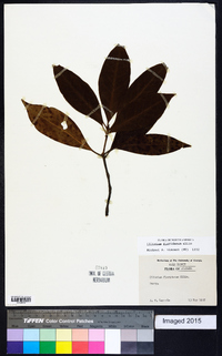 Illicium floridanum image