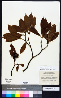 Illicium floridanum image