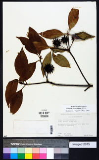 Illicium floridanum image