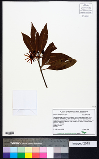 Illicium floridanum image