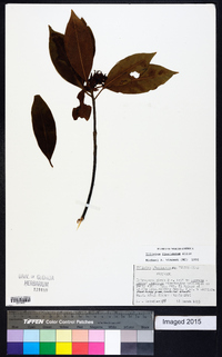 Illicium floridanum image